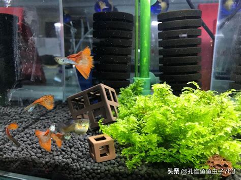 孔雀魚要養幾隻|常見問與答